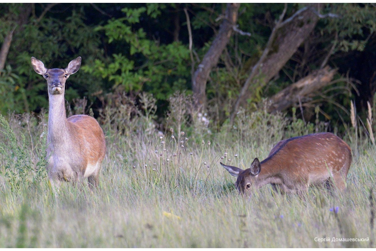 У Чорнобильському заповіднику показали оленятко, якому лише тиждень: фото милої малечі