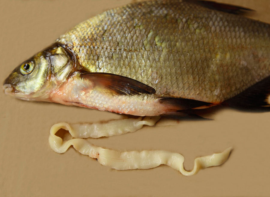 У Черкасах риба заразилася черв'яками: як вберегтися і не з'їсти паразита (фото)