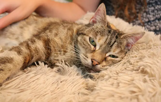 Перебивает звук даже телевизора: кошка установила рекорд по самому громкому в мире мурчанию