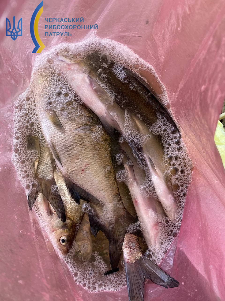 У Черкасах риба заразилася черв'яками: як вберегтися і не з'їсти паразита (фото)