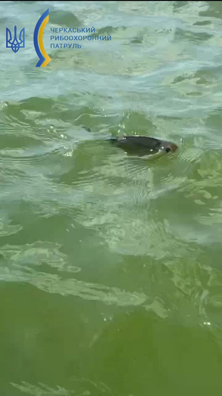 У Черкасах риба заразилася черв'яками: як вберегтися і не з'їсти паразита (фото)