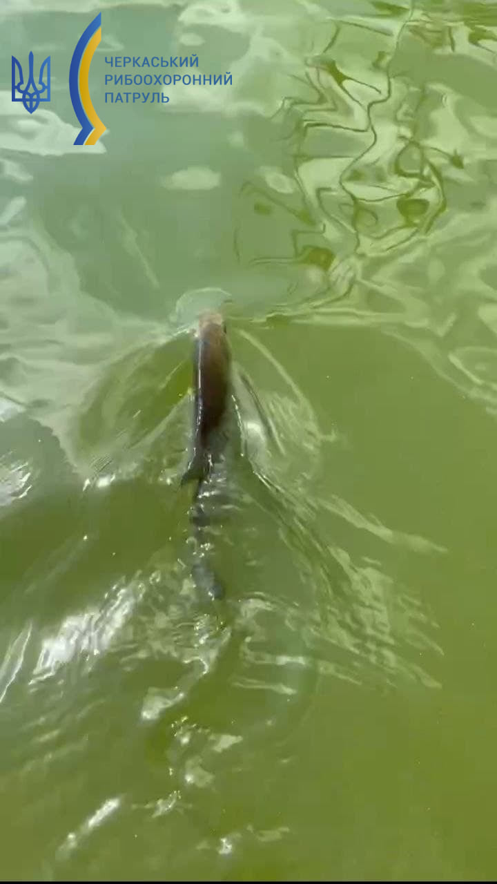 У Черкасах риба заразилася черв'яками: як вберегтися і не з'їсти паразита (фото)