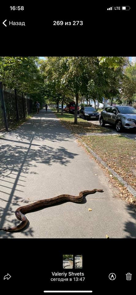 В Киеве по улице полз двухметровый удав: сбежал от хозяйки 5 дней назад (фото)