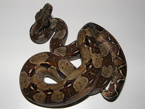 В Киеве по улице полз двухметровый удав: сбежал от хозяйки 5 дней назад (фото)