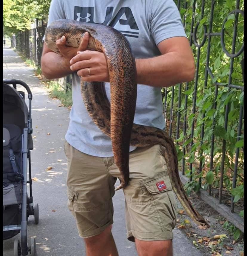 В Киеве по улице полз двухметровый удав: сбежал от хозяйки 5 дней назад (фото)