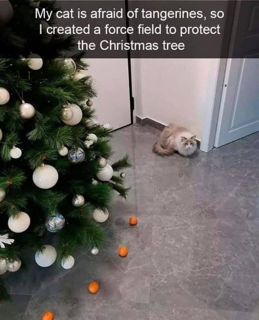 Дівчина знайшла цікавий спосіб захисту новорічної ялинки від кота: ви здивуєтеся!