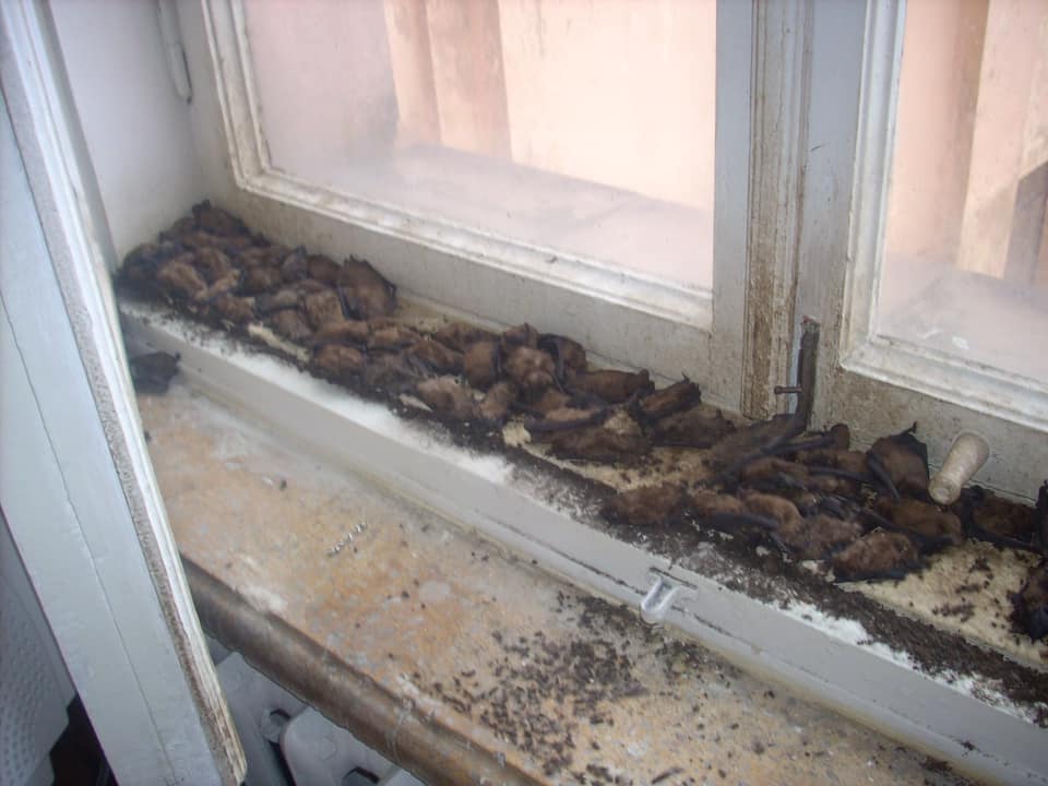 В Харькове университет атаковали стаи летучих мышей: жуткие фото