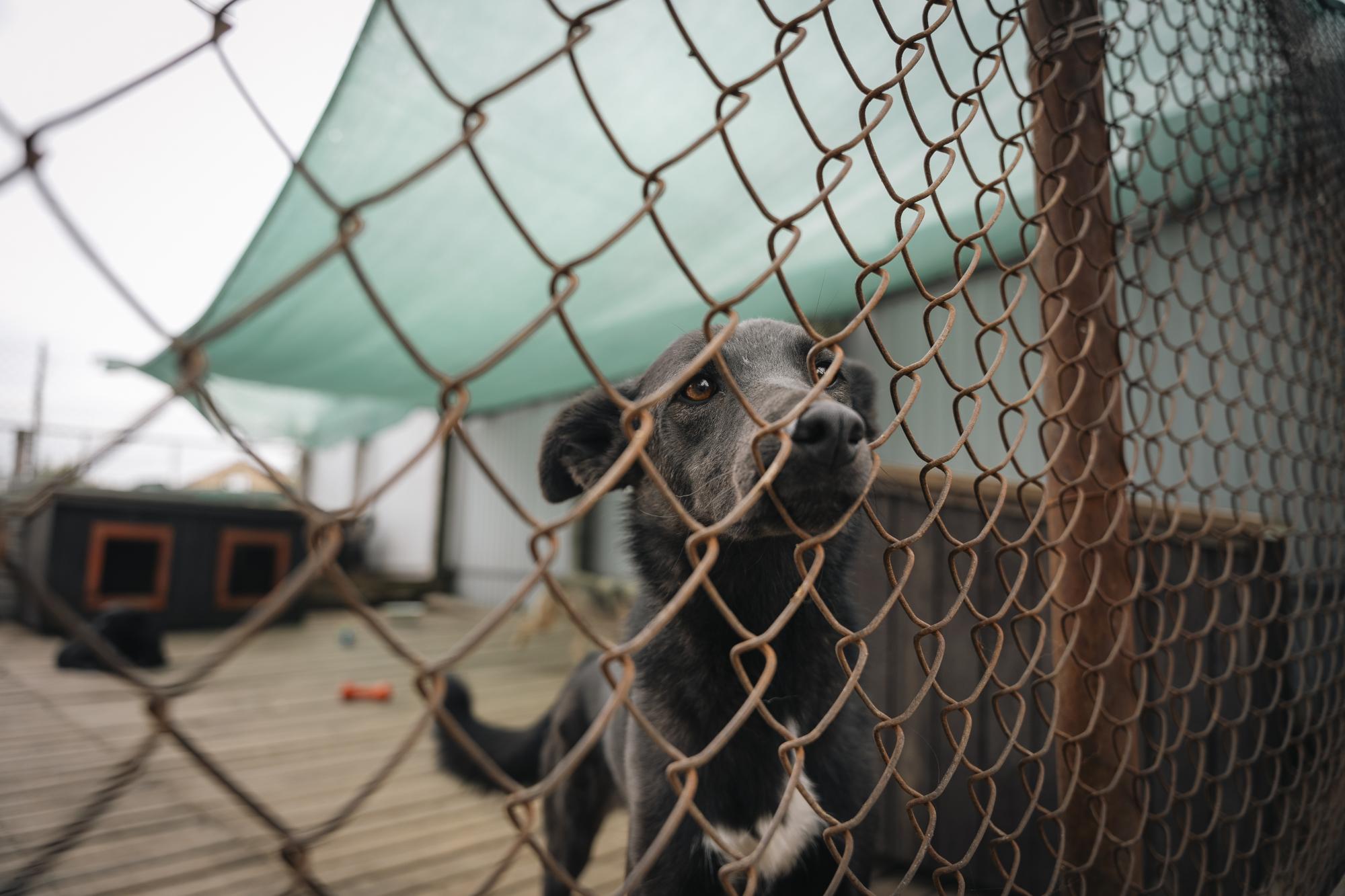 EVA та Happy Paw анонсували пʼятий спільний проєкт з допомоги тваринам у притулках