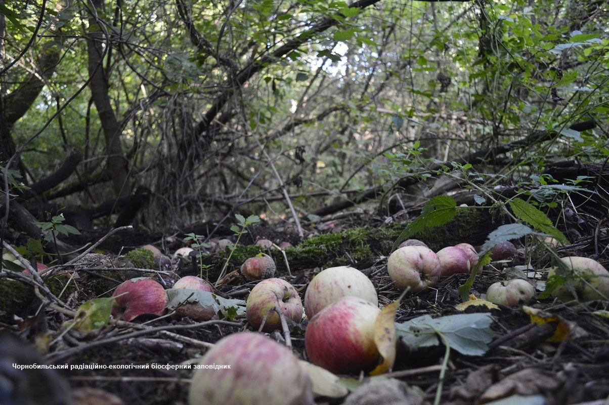 У Чорнобилі на фото потрапила тварина- &quot;благородний&quot; любитель яблук: яскраві кадри