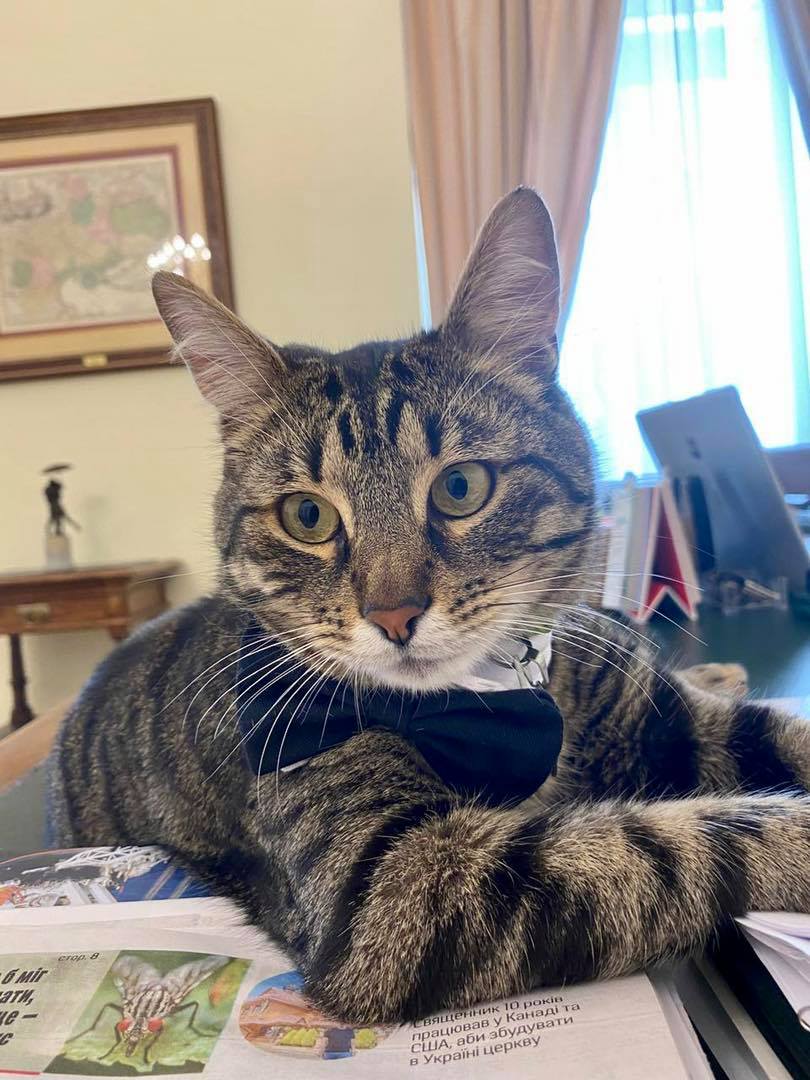 Во Львове нашли сбежавшего из горсовета &quot;кошачьего мэра&quot;: воля аукнулась животному травмой