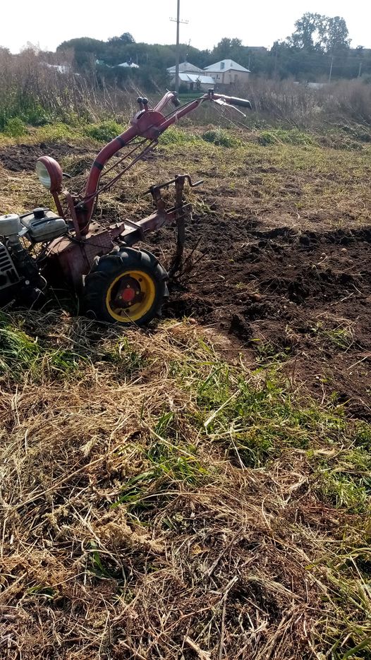 Коли треба копати картоплю, щоб вона точно долежала до весни: поради українцям