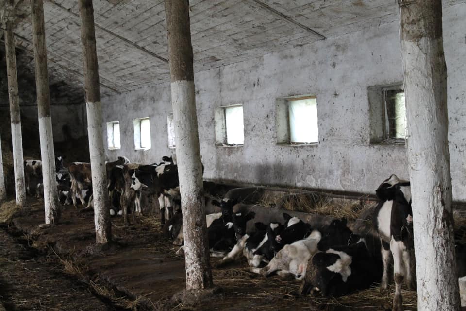 Львовский университет удерживает животных в ужасных условиях: без воды и в экскрементах (фото)