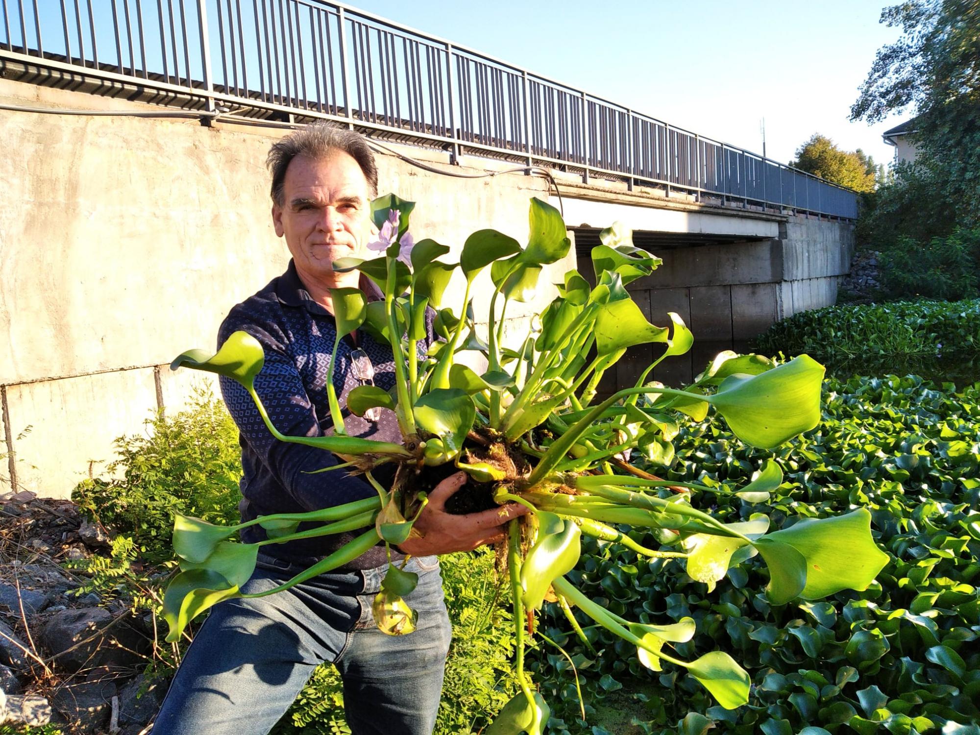 Зелена чума і корм для гіпопотамів: під Києвом у водоймі виявили тропічну рослину (фото)