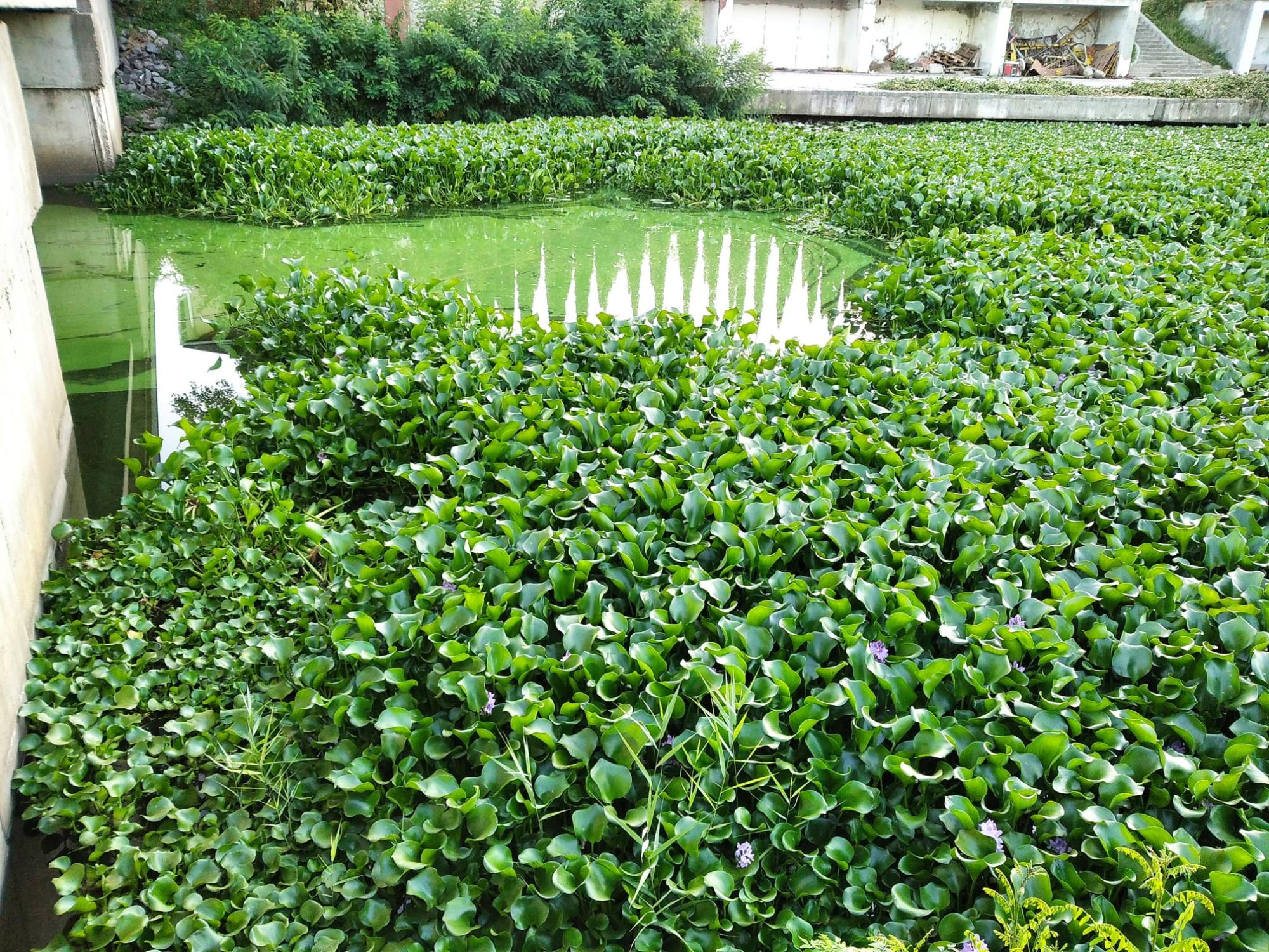 Зелена чума і корм для гіпопотамів: під Києвом у водоймі виявили тропічну рослину (фото)