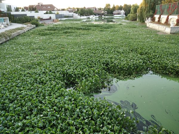 Зелена чума і корм для гіпопотамів: під Києвом у водоймі виявили тропічну рослину (фото)