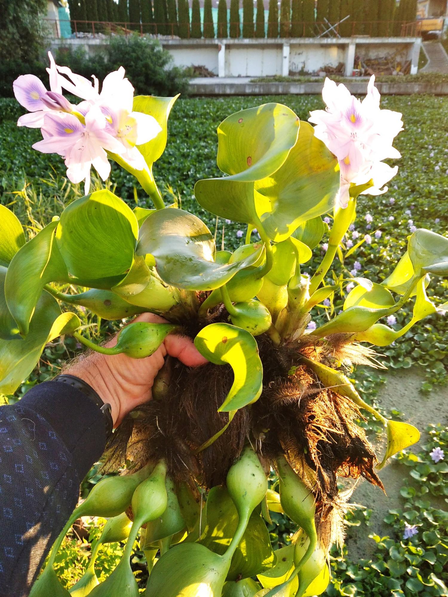 Зелена чума і корм для гіпопотамів: під Києвом у водоймі виявили тропічну рослину (фото)