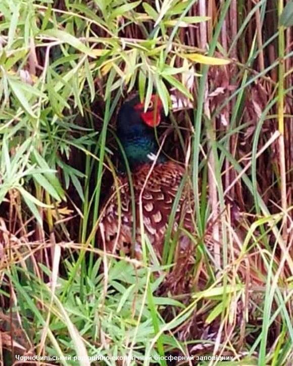 В Чернобыле показали очень осторожную и робкую птицу: постоянно убегает (фото)