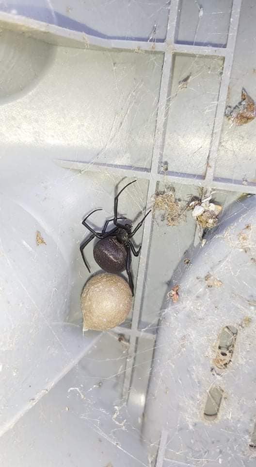 Под Одессой мужчина обнаружил возле дома супер-опасное насекомое (фото)