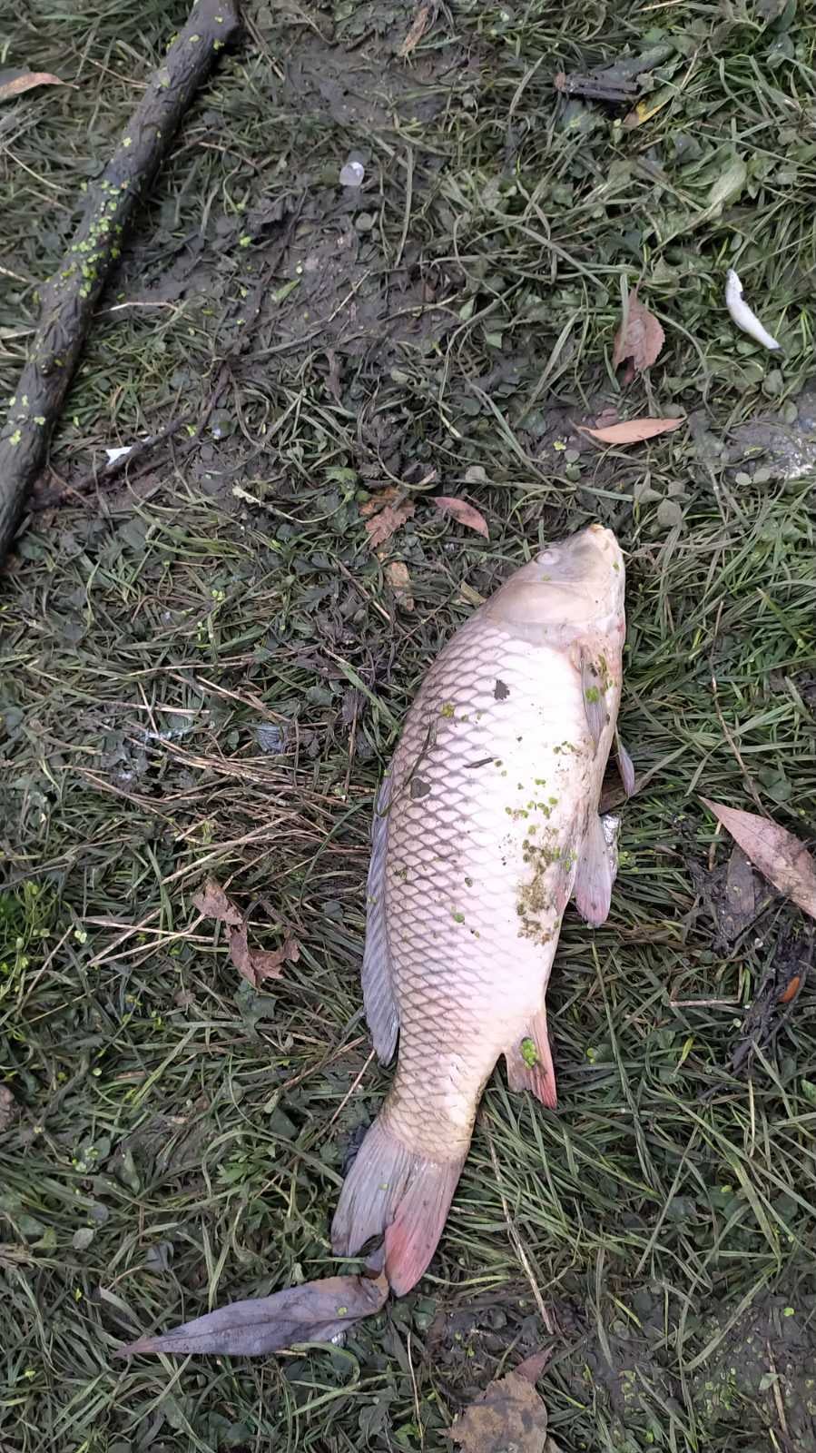 У Хмельницькій області у річці масово гине риба: масляні плями та запах аміаку (фото)