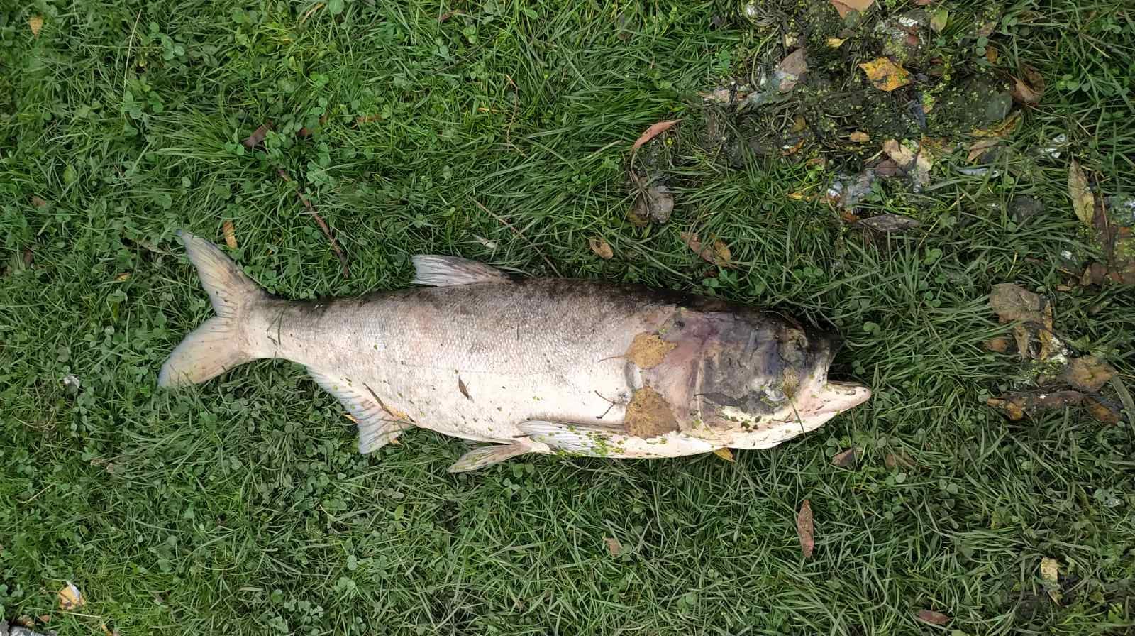 У Хмельницькій області у річці масово гине риба: масляні плями та запах аміаку (фото)