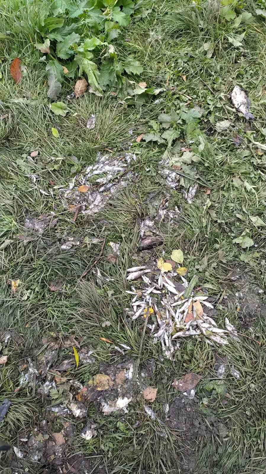 В Хмельницкой области в реке массово гибнет рыба: масляные пятна и запах аммиака (фото)