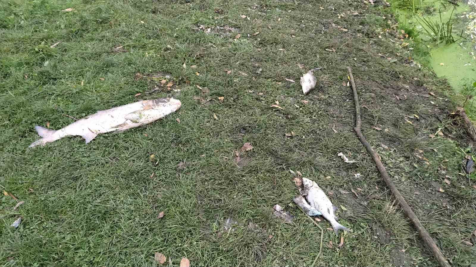 В Хмельницкой области в реке массово гибнет рыба: масляные пятна и запах аммиака (фото)