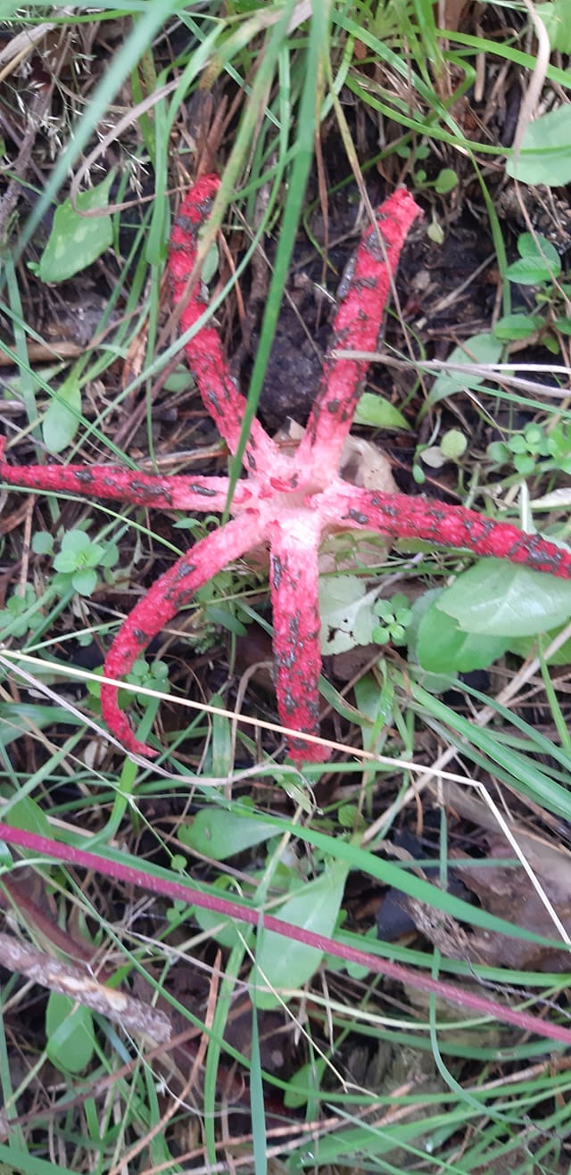 Ззовні нагадує восьминога: у Львівській області помітили різкісного гриба, який занесений до Червоної книги