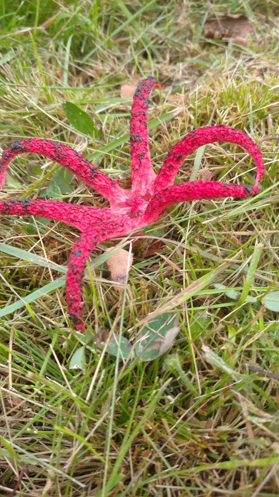 Ззовні нагадує восьминога: у Львівській області помітили різкісного гриба, який занесений до Червоної книги