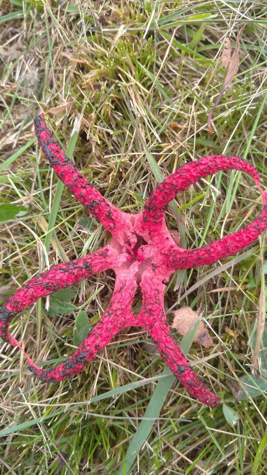 Ззовні нагадує восьминога: у Львівській області помітили різкісного гриба, який занесений до Червоної книги