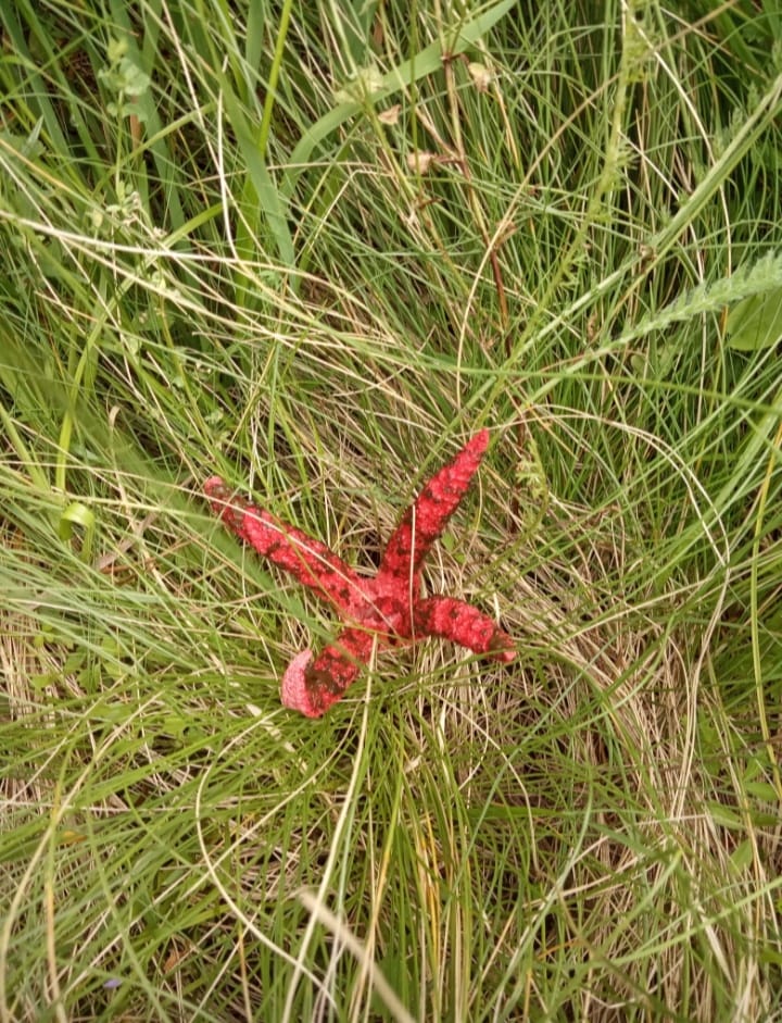 Ззовні нагадує восьминога: у Львівській області помітили різкісного гриба, який занесений до Червоної книги