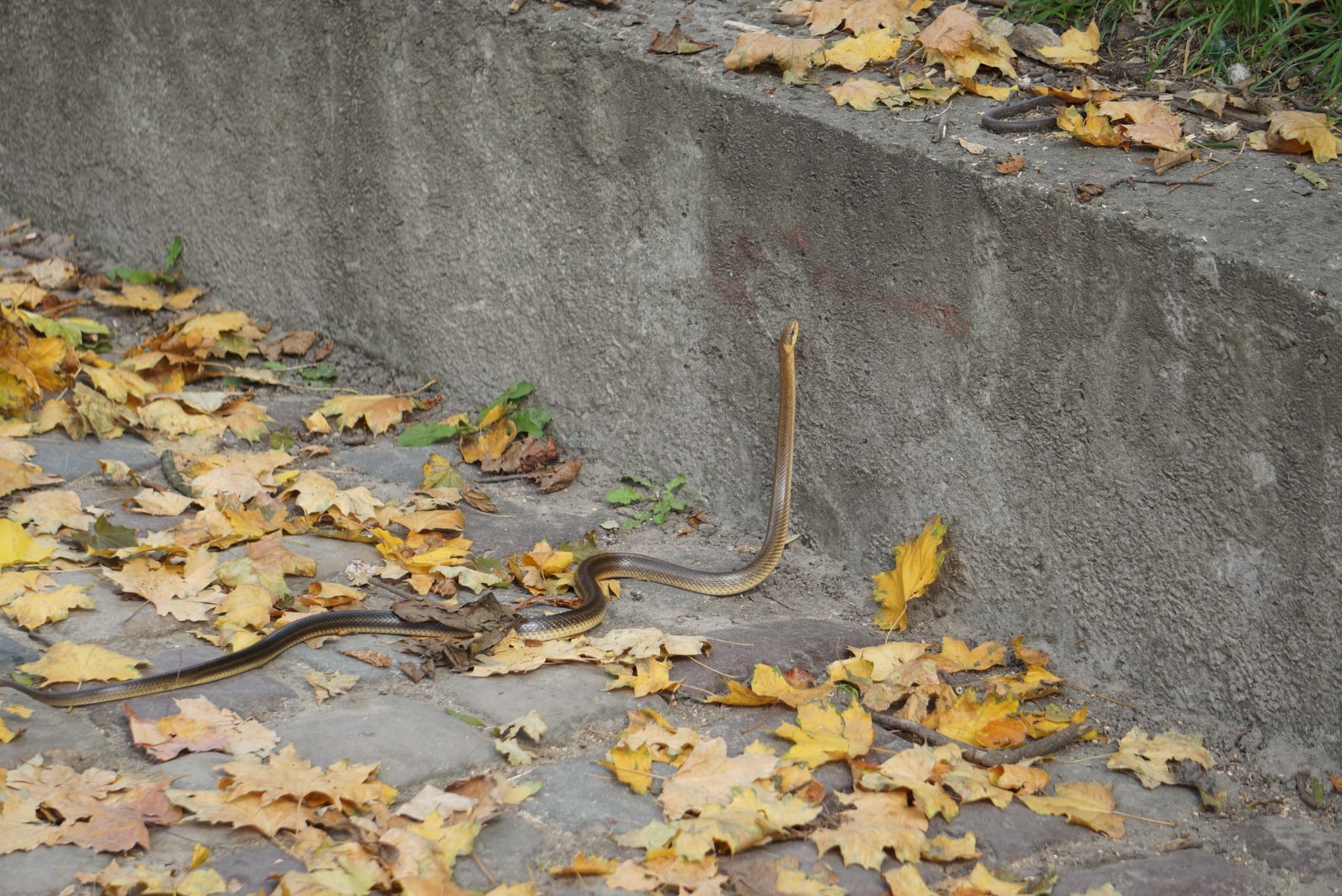 Во Львове в парке заметили редкую краснокнижную змею: попала в город из Карпат (фото)