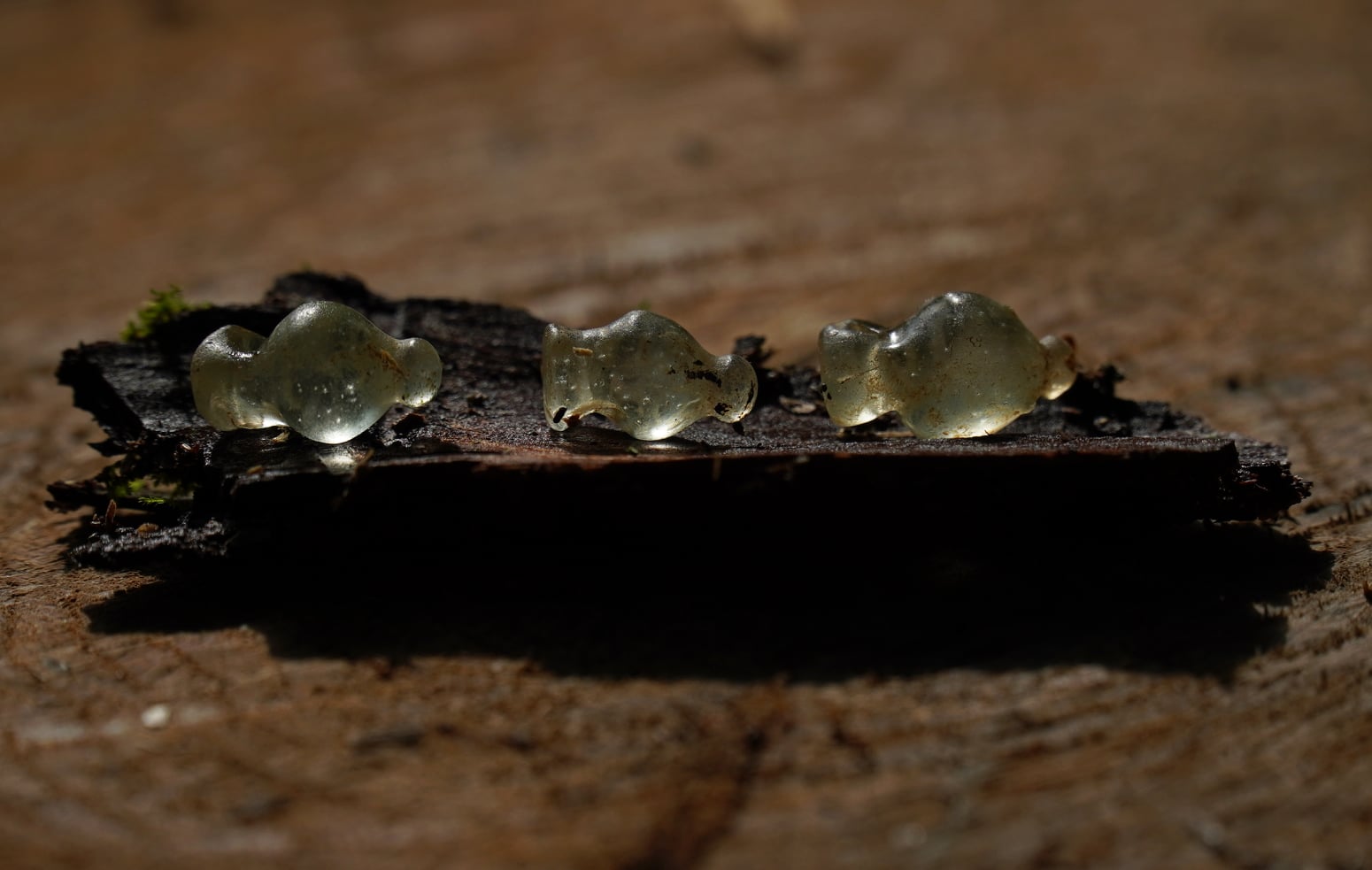 Під Полтавою знайшли унікальні прикраси часів скіфів: як вони виглядають