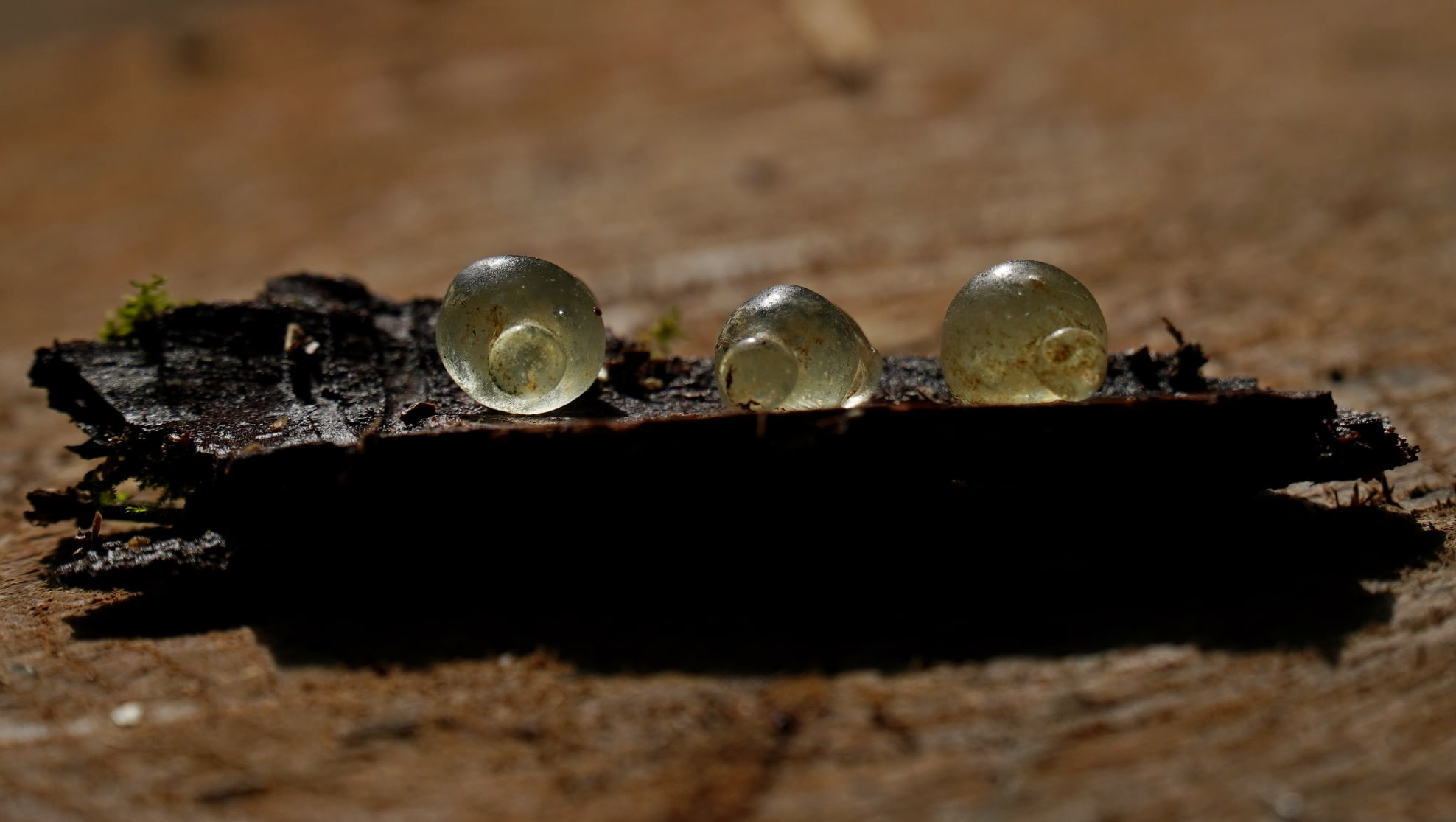 Під Полтавою знайшли унікальні прикраси часів скіфів: як вони виглядають