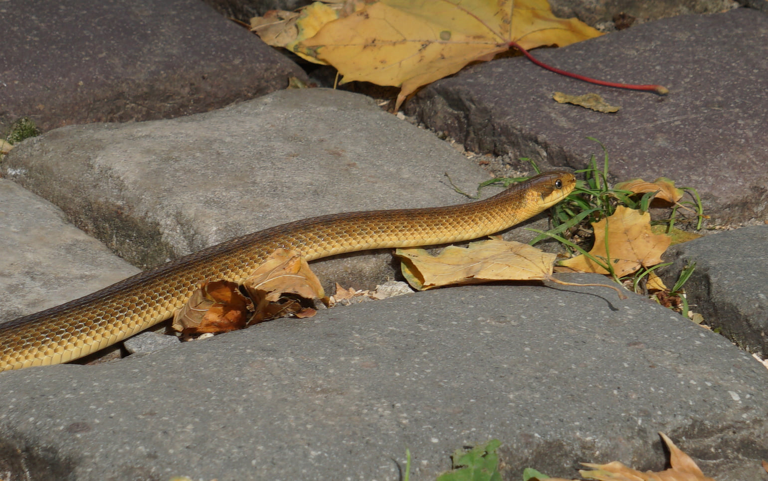 Во Львове в парке заметили редкую краснокнижную змею: попала в город из Карпат (фото)