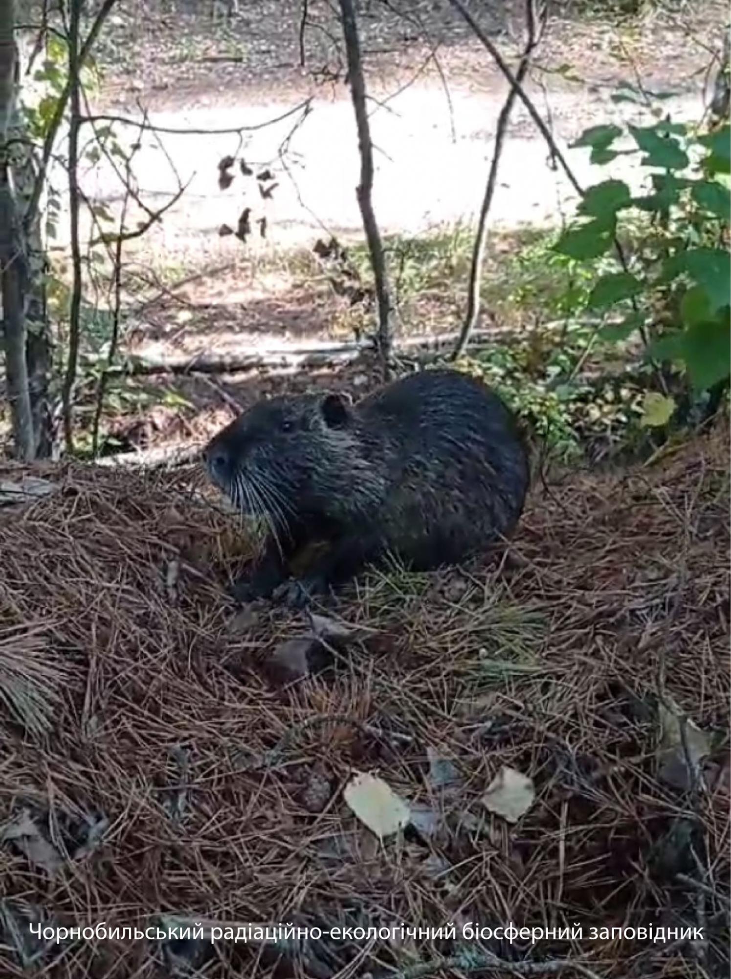 У Чорнобильському заповіднику показали гризуна з Південної Америки: яскраві фото