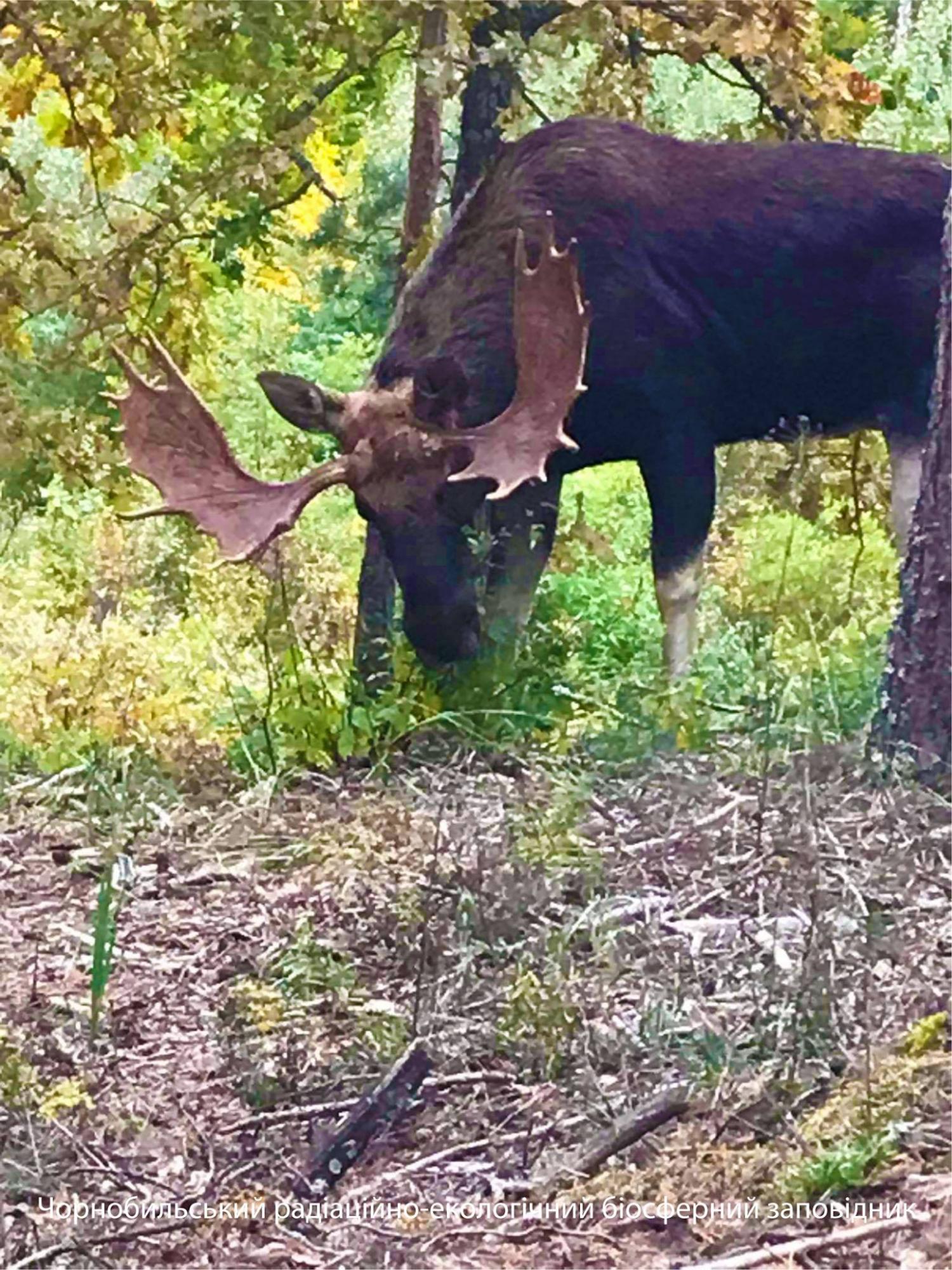 В Чернобыле показали величественное животное: настоящий красавец
