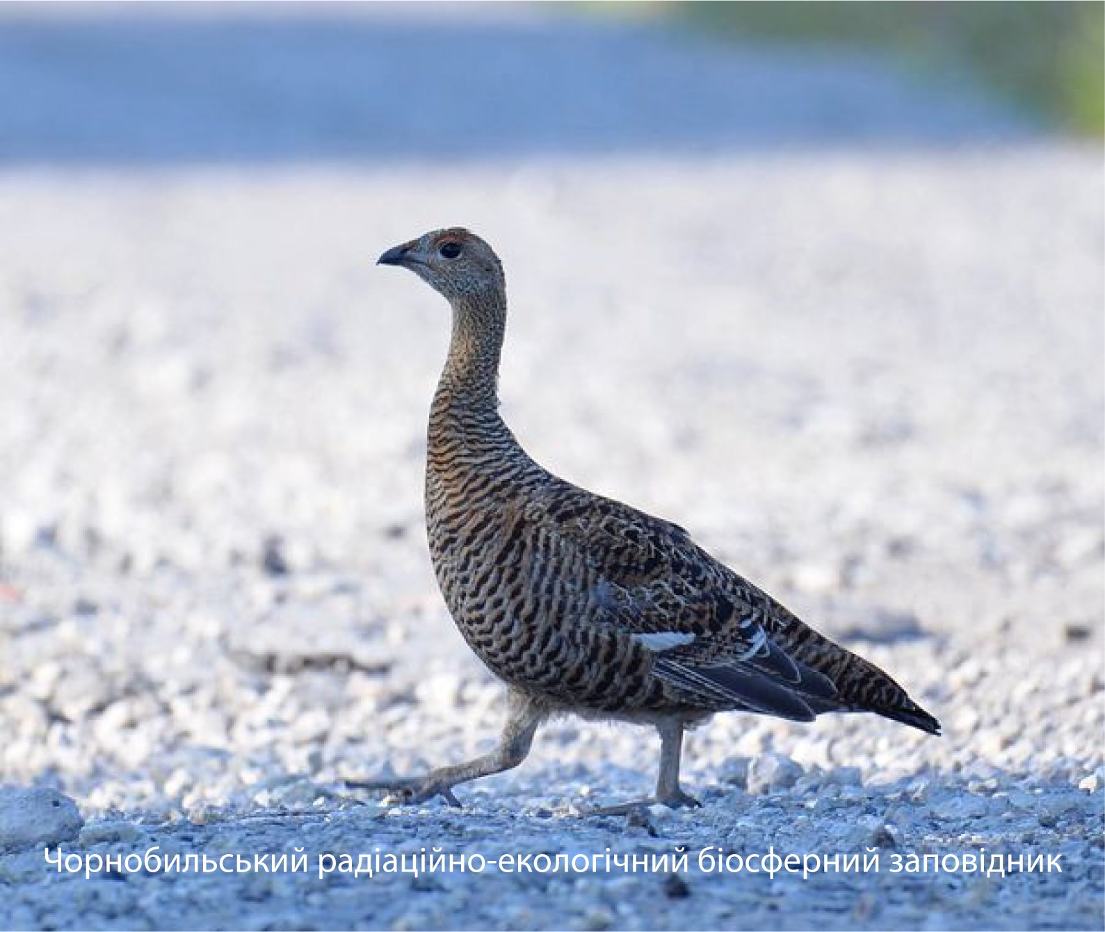 В Чернобыле показали редкую птицу: зря ее называют глухой  (фото)