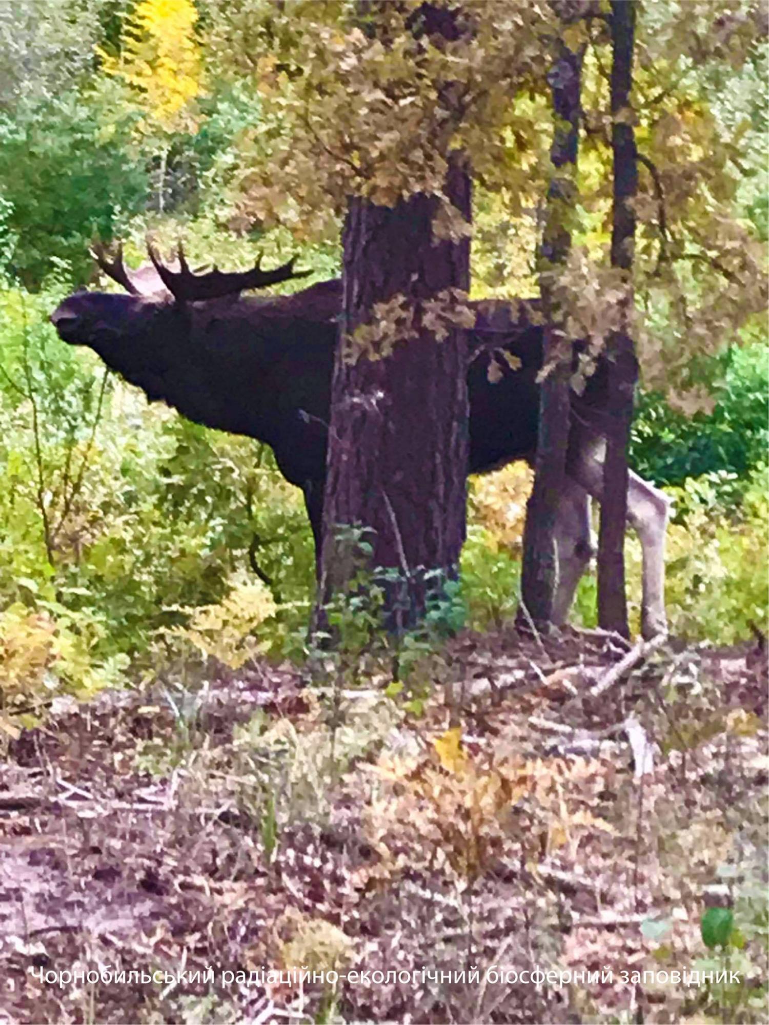 В Чернобыле показали величественное животное: настоящий красавец