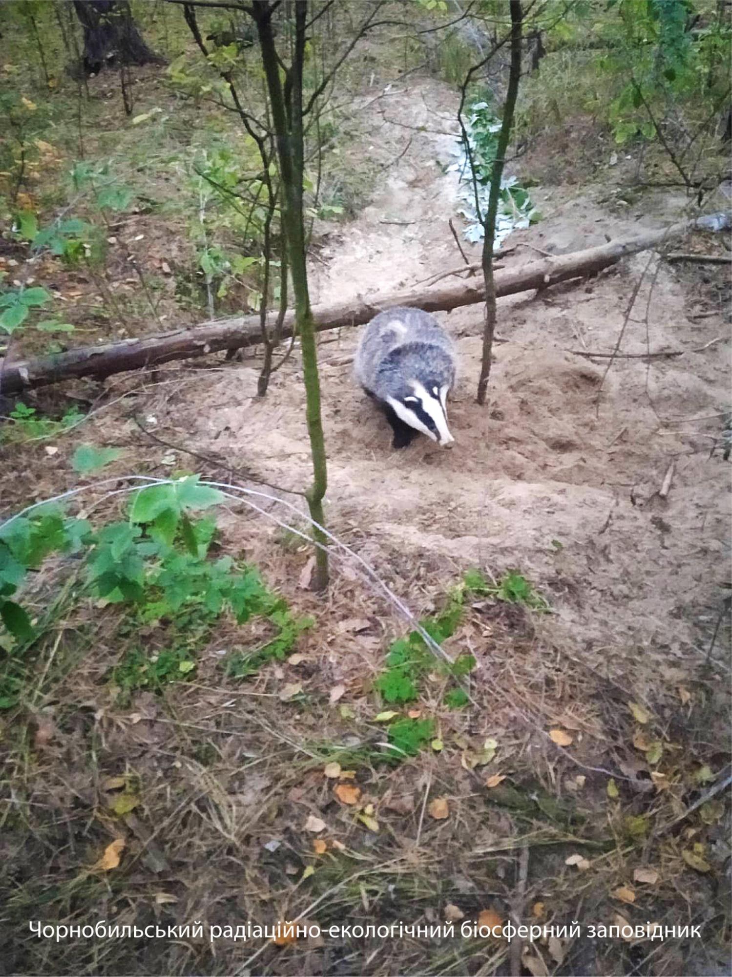 У Чорнобилі показали хижака-любителя &quot;нічного життя&quot;: зустріли на дорозі
