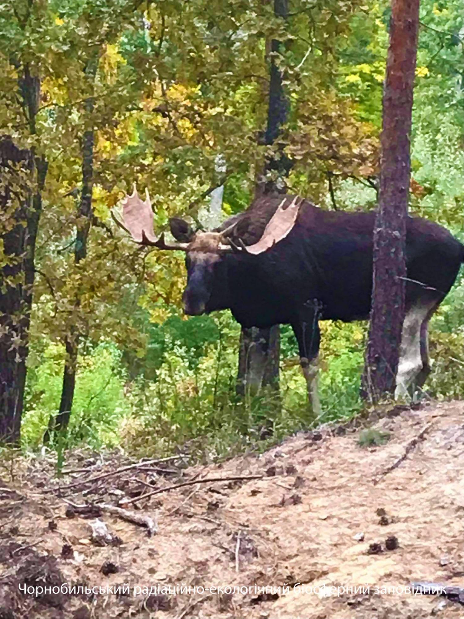 В Чернобыле показали величественное животное: настоящий красавец