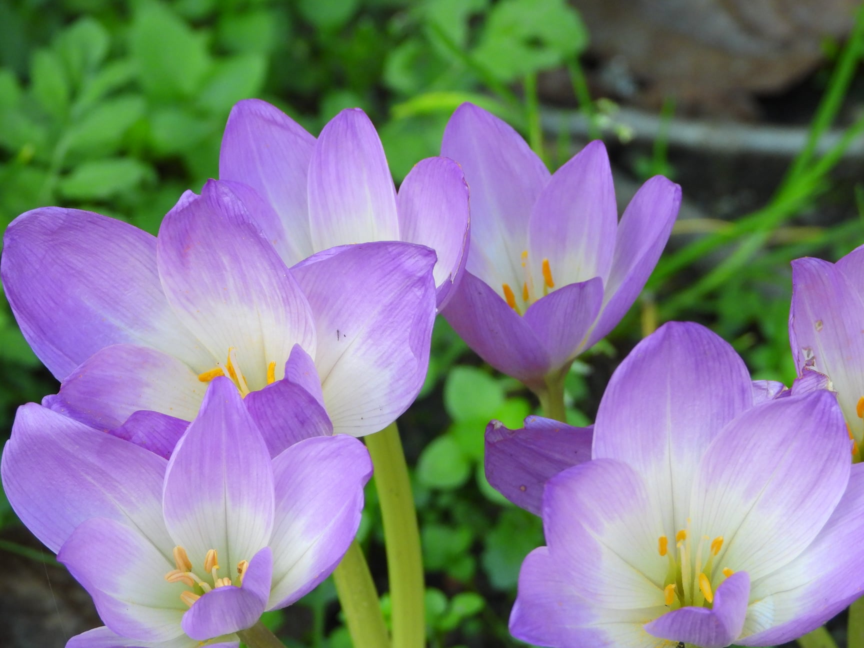 Насолодитись красою. Незвичайні квіткові локації для подорожі на вікенд