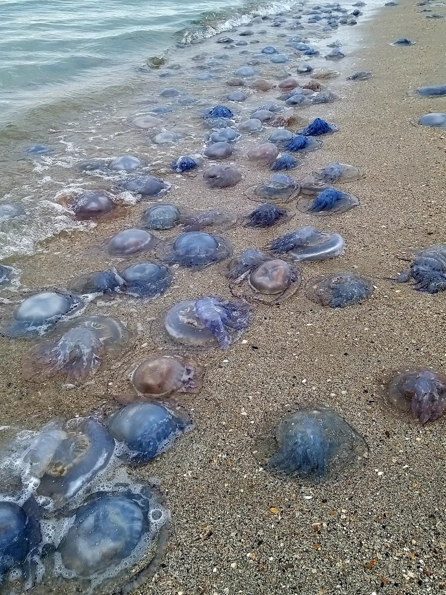 На берег Чорного моря під Одесою штормом винесло близько мільйона медуз (фото)