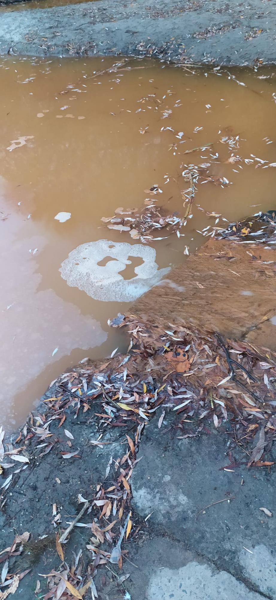 В киевском парке уничтожают озеро: нечистоты постоянно сливают в водоем (фото)