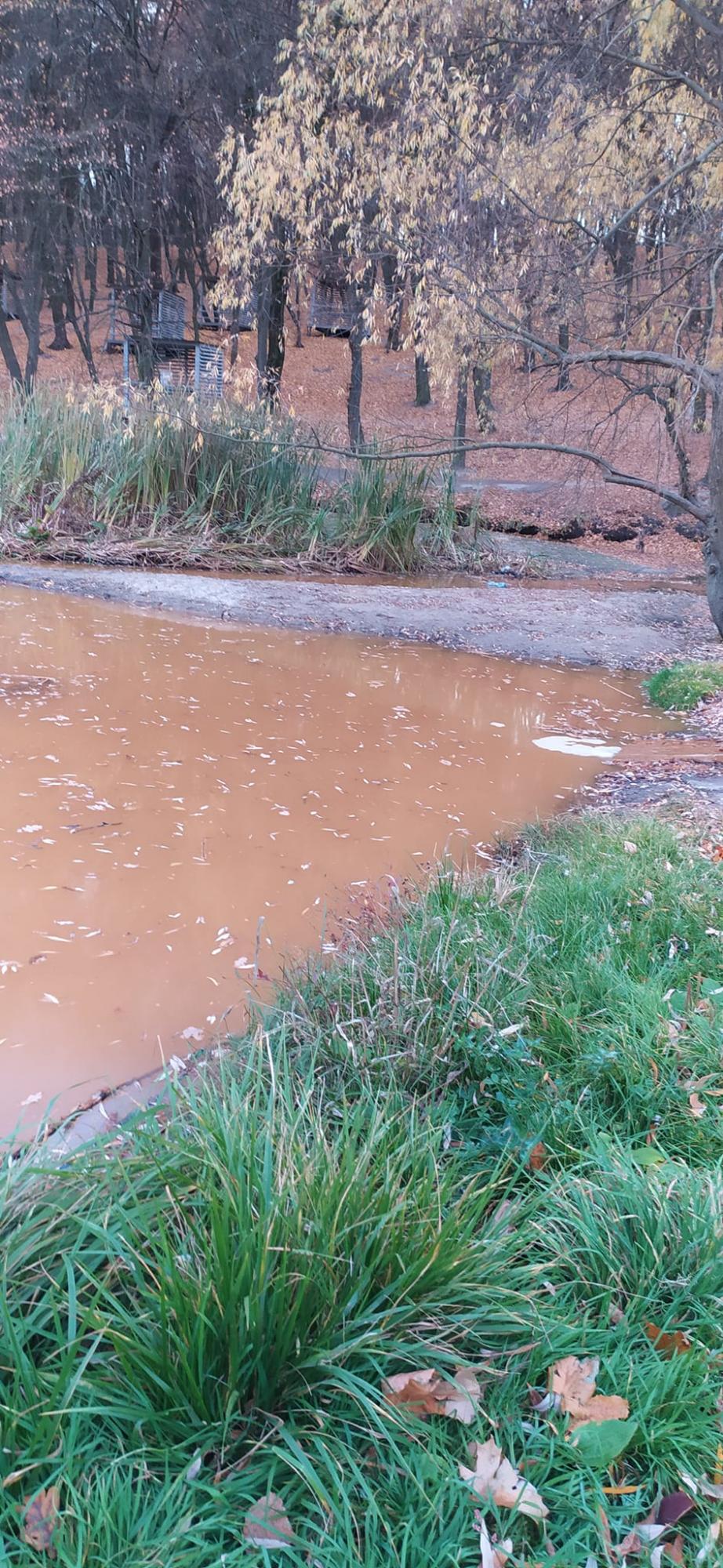 В киевском парке уничтожают озеро: нечистоты постоянно сливают в водоем (фото)