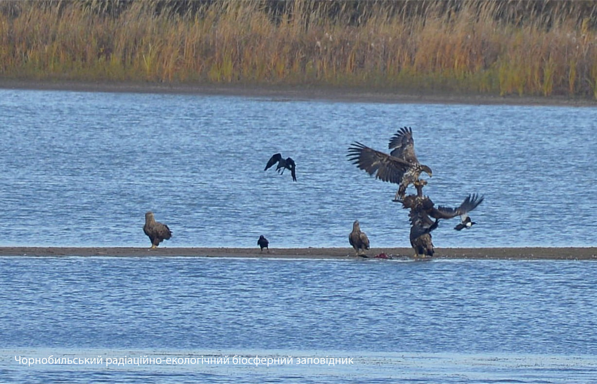У Чорнобилі група хижаків влаштувала бійку за рибу: яскраве фото