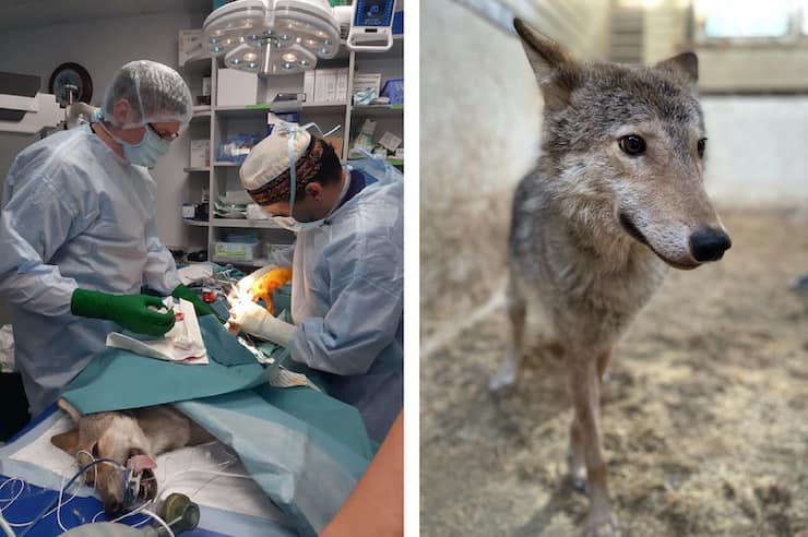 Киевлянка в своей двушке держала диких зверей в собачьих клетках: животных пришлось спасать