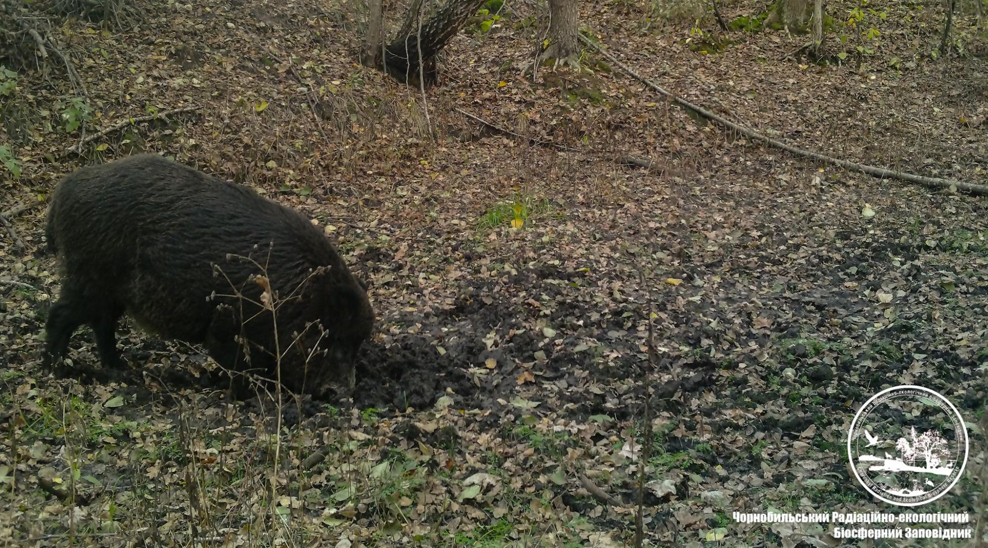 В Чернобыле показали забавное животное: принимает грязевые ванны (фото)