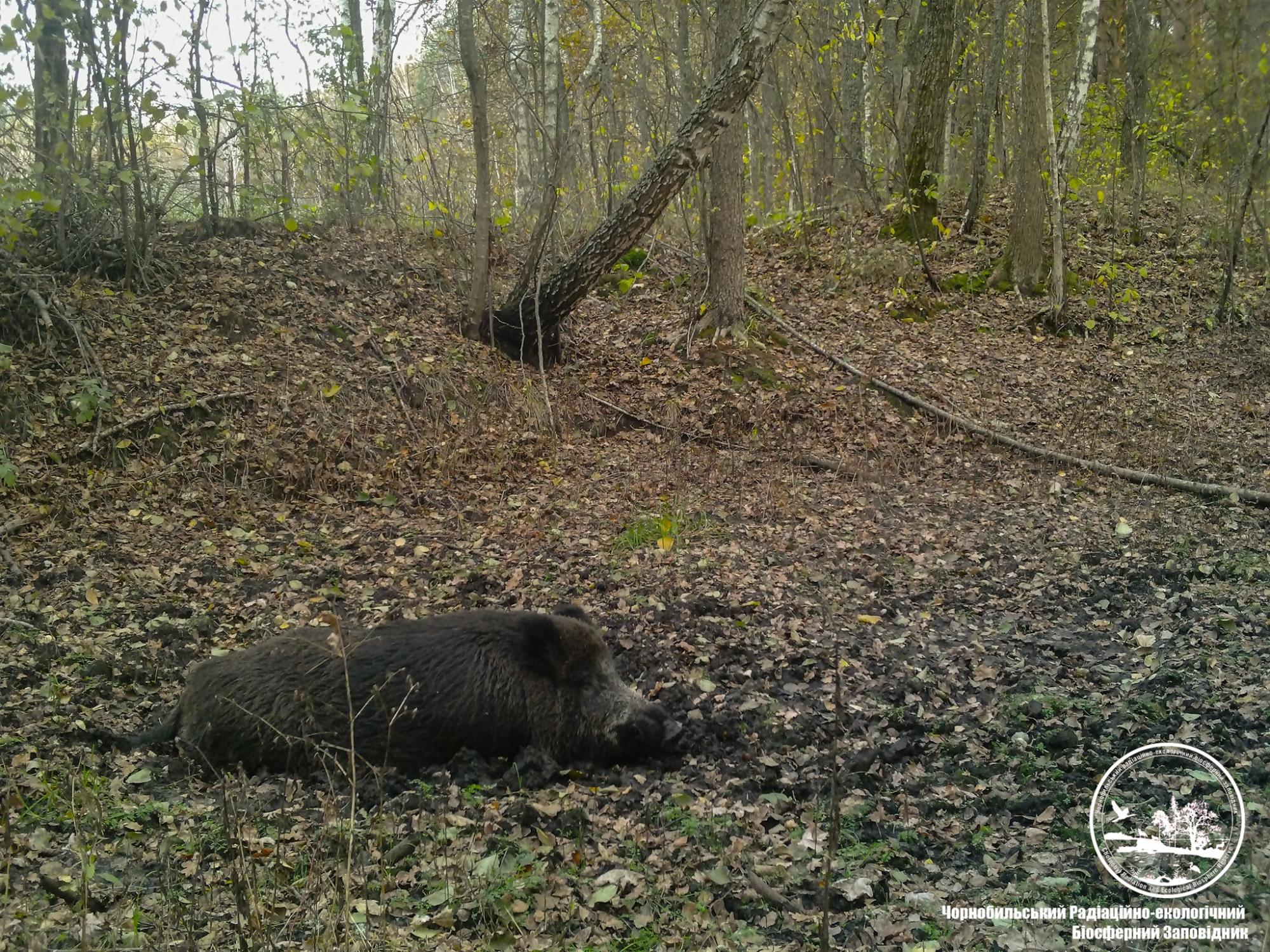 В Чернобыле показали забавное животное: принимает грязевые ванны (фото)