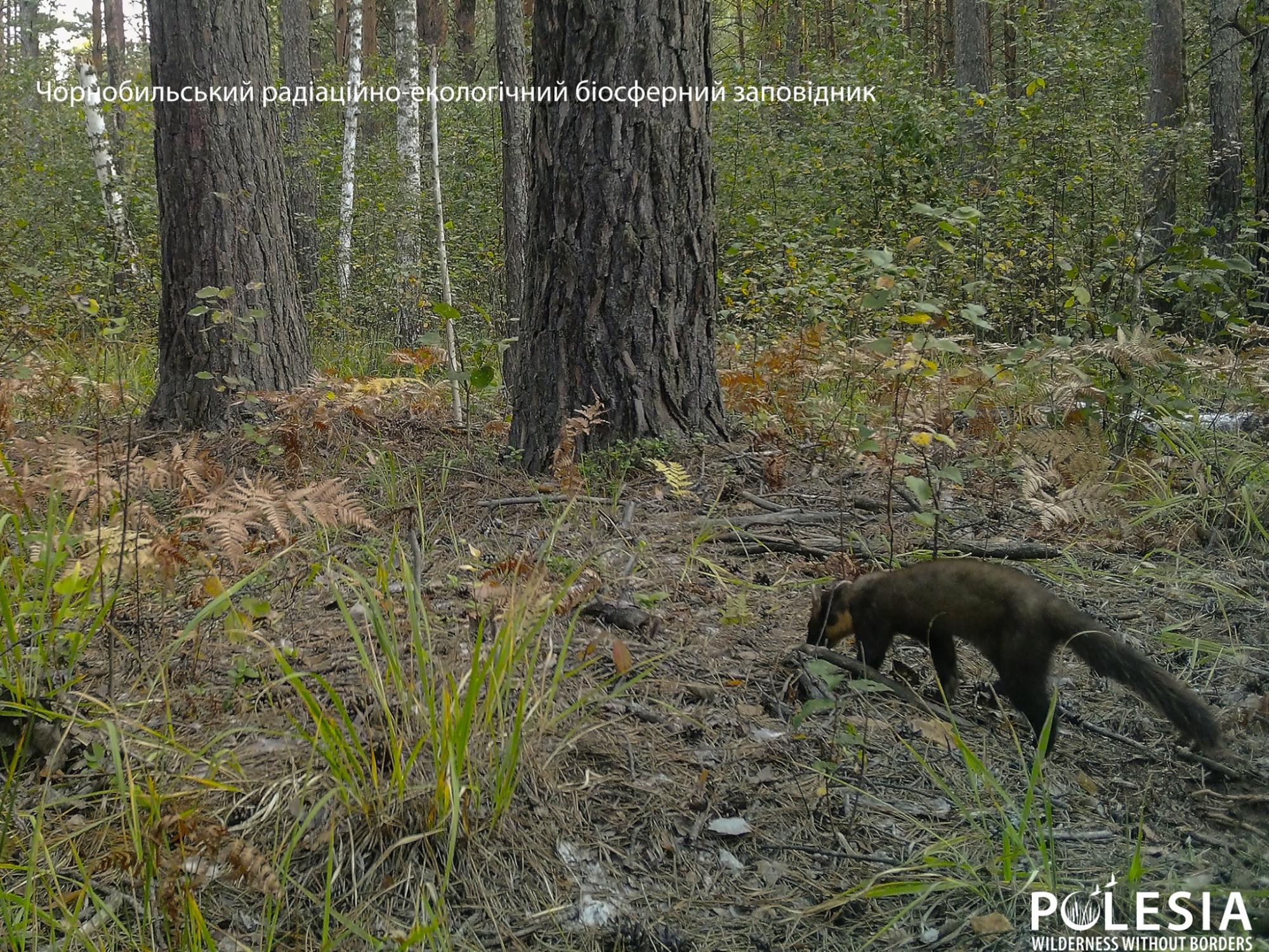 У Чорнобилі показали полювання милої, але хижої тварини (фото)