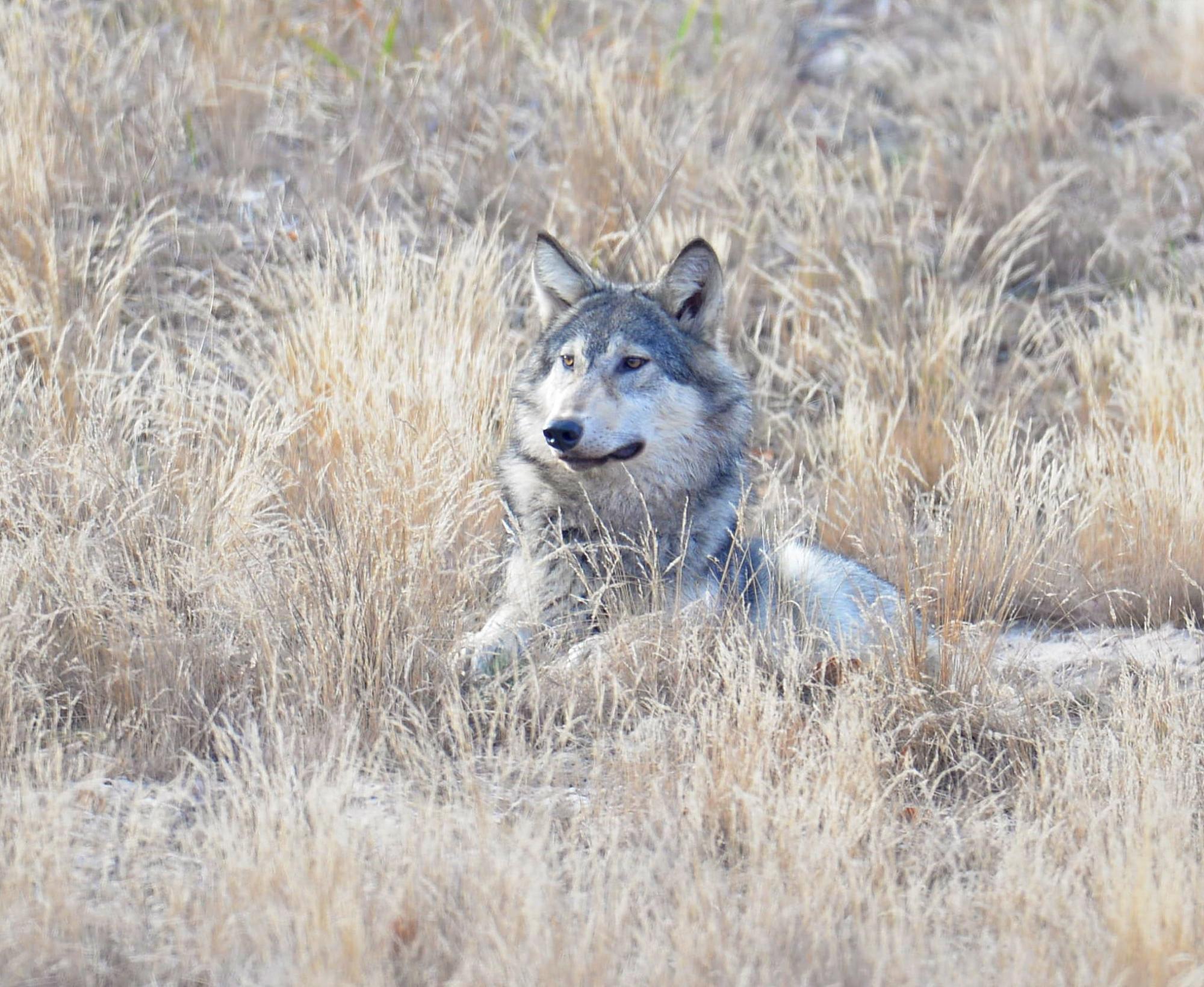 У Чорнобилі влаштували фотосесію величній тварині: прекрасний звір потрапив в об'єктив